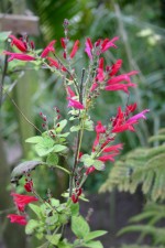 Salvia elegans 'Scarlet Pineaple'