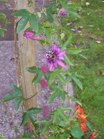 Passiflora x violacea