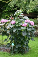 Clerodendrum bungei