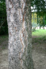 Quercus suber