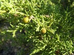 Juniperus phoeniceae