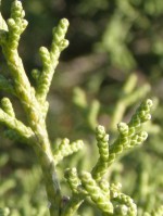 Juniperus phoeniceae