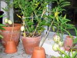 Solanum muricatum