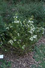 Olearia nummulariifolia var. nummulariifolia