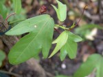 Passiflora lutea var. lutea