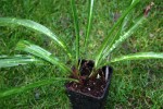 Aspidistra linearifolia