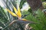 Strelitzia reginae 'Mandela's Gold'