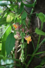 Thunbergia coccinea