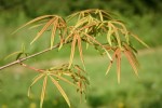 Acer pentaphyllum
