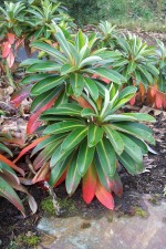 Euphorbia stygiana ssp. stygiana
