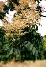 Meliosma pinnata ssp. arnottiana var. oldhamii
