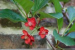 Schisandra rubriflora