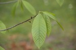 Asimina triloba