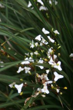 Libertia ixioides