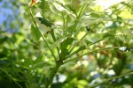 Fraxinus excelsior 'Jardin des Burettes'