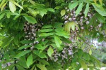 Wisteria floribunda