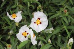 Cistus ladanifer