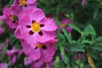 Cistus x purpureus