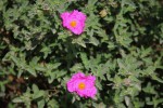 Cistus crispus