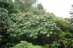 Clerodendrum trichotomum