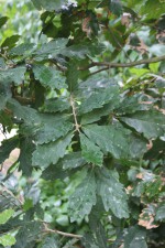Quercus x turneri