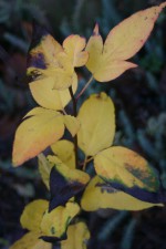 Pyrus pyrifolia var. culta 'Jardin des Burettes'