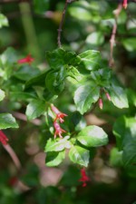 Fuchsia microphylla ssp. microphylla