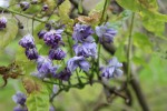 Wisteria floribunda