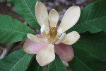 Magnolia officinalis var. officinalis