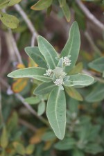 Olearia x oleifolia 'Waikariensis'