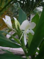 Hedychium coronarium