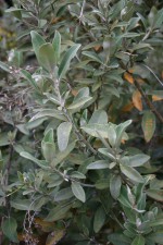 Olearia x oleifolia 'Waikariensis'