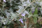 Teucrium fruticans