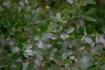 Rhamnus alaternus