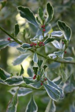 Rhamnus alaternus