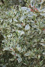 Rhamnus alaternus