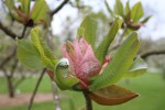 Magnolia officinalis var. officinalis
