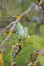 Magnolia acuminata var. acuminata
