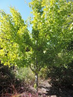 Ginkgo biloba