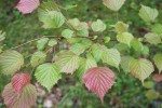 Euptelea polyandra