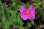 Cistus crispus