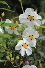 Cistus ladanifer