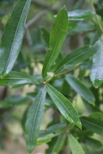 Quercus hemisphaerica