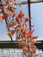 Hesperaloe parvifolia