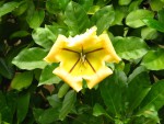 Solandra maxima