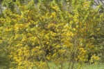 Azara serrata