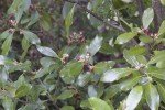 Pittosporum tenuifolium