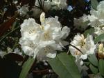 Rhododendron 'Sir Charles Lemon'