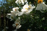 Romneya coulteri