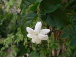 Jasminum sambac